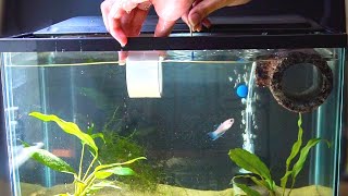 TEACHING My BABY BETTA NEW Fish TRICKS [upl. by Natsirc]