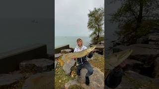 385 in muskie musky tigermusky fishing muskybaits sportfishing yourubeshorts foryoupage [upl. by Aihsinyt]