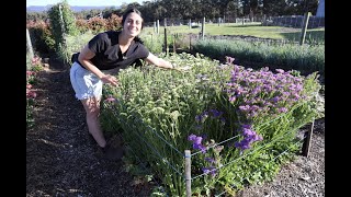 How to Harvest Statice  Woodstock Flower Farm [upl. by Gemperle]