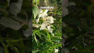 Hedychium coronariumgarden shortsviral naturewithtuli hedychiumflowers sunny shorts [upl. by Murvyn943]