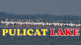 quotPALAVERKADUquot  PULICAT LAKE  Bird Sanctuary  Best Tourist Place [upl. by Jacquie]