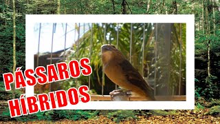 Pássaros Híbridos da Fauna Brasileira [upl. by Riha9]