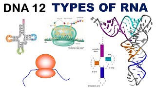 Types Of RNA  rRNA  tRNA  Hollys Clover Leaf Model of tRNA  Anticodon  Dr Ghanshyam Jangid [upl. by Codee]