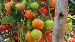 BAYER Seminis Ashutosh Tomato 🍅 Hosur Tamilnaduagriculture [upl. by Trilby]