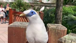 Close Up with a Bali Myna Leucopsar Rothschildi NO ZOOM [upl. by Malanie]