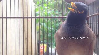 THE MOST BEAUTIFUL MYNA SOUNDS  The Common Myna Birds Sound BirdSounds [upl. by Tur]