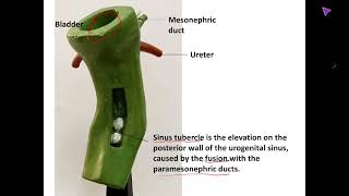 Embryology model of Urogenital system practical identification and explanation [upl. by Aicirtel]