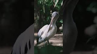 White Pelican on a Rock [upl. by Humfrid237]