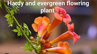 How to grow and care for Tecoma Trumpet vine plant floweringplant [upl. by Farland584]