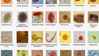 Introduction to Parasitology [upl. by Arelc]