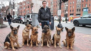 Dog Whisperer Trainer Walks Pack Of Dogs Without A Leash [upl. by Sandon]