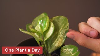 Peperomia obtusifolia Variegata Baby Rubber Plant Houseplant Care — 17 of 365 [upl. by Wardle688]