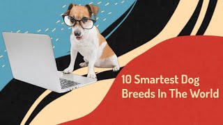 Top 10 Worlds Most Smart And Intelligent Dog Breeds [upl. by Neirrad]