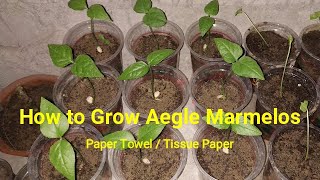 How to grow Aegle Marmelos  Bael from seeds [upl. by Nesnej]