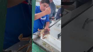 How to crack a crab 🦀 fishing god shortvideo shorts shortsvideo crab fyp shortvideo water [upl. by Calvina]