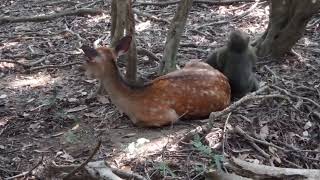 Monkeydeer rodeo Japanese macaques riding Sika deer [upl. by Leta]