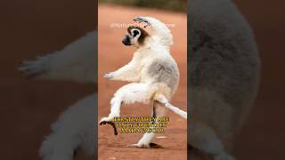 Lemur  Why do lemurs only live on the island of Madagascar [upl. by Allemahs]