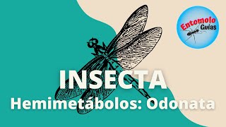 ÓRDENES DE INSECTOS ODONATA [upl. by Drue]