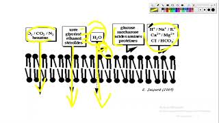 Cytologieبالعربية 3 La Membrane Plasmique  Part 7 Le Transport Membranaire Passif [upl. by Aletha]