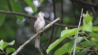 Yellowvented Bulbul Chirping Call Sound [upl. by Aliac]