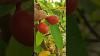 Uvaria rufa fruits annonecea family exoticfruitplants tropicalfruit nature ramanujansgarden [upl. by Llevaj]