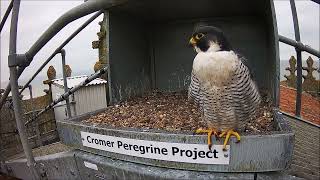 15th October 2024 Tiercel visit [upl. by Ardnahcal]