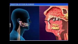 CBSE Class 11 Biology  Digestion of Food [upl. by Ramon398]