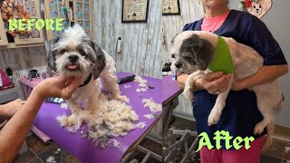 LhasaApso senior dog grooming 16 yo [upl. by Dorcus]