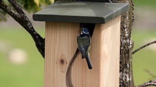 Top tips for putting up a nest box in your garden [upl. by Clyve]