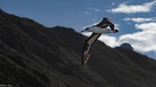 Ka‘ena Point Laysan Albatross Pacific Golden Plover Monk Seal Humpback whales [upl. by Ettenot]