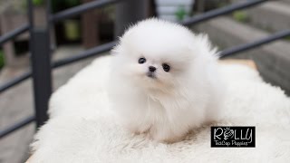 Teacup Cream Pomeranian way too adorable Sunny  Rolly Teacup Puppies [upl. by Sankaran46]