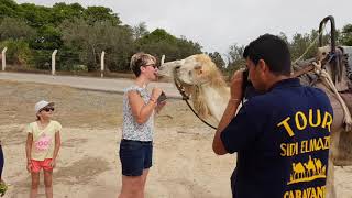 Ein Kamel geküsst  Kiss a Camel [upl. by Tjader]