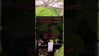 Update on Aeroponic Propagator Seeds AND Tropical Fruit propagation [upl. by Ahsai]