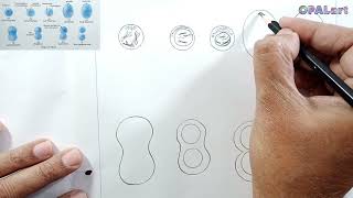 9th FB Biology Diagram 20Stages of Mitosis [upl. by Ahsaei]