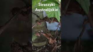 Straszyki Australijskie [upl. by Neelia]