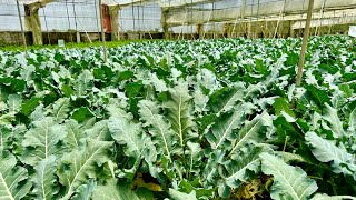 Tamang Pag Tatanim ng CRUCIFERS  Brocoli Cauliflower Cabbage Kale Wombok  sa Shade House [upl. by Noraj]