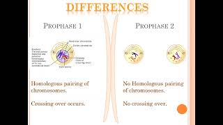 Meiosis  stages of meiosis  class 12 [upl. by Carny]