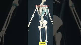 The human skeletal systemhealthcare 3danimation dmltlab humanity skeletal labshorts trending [upl. by Sandie941]