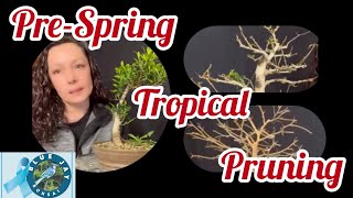 E140 PreSpring Tropical Pruning Tiger Bark Ficus Brazilian Rain Tree and Gmelina [upl. by Rellia758]