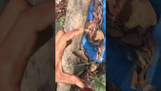 prawn  goby fish CHEMPALLI FISHING light fishing vlogs shortvideo [upl. by Ahseekan363]