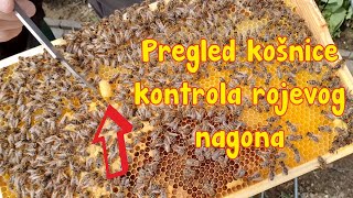 Pregled košnice kontrola rojevog nagona [upl. by Durwood530]