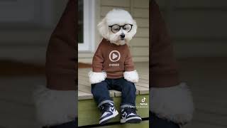 Bichon Frise Top Funny video  Bichon Frise Sitting on a porch [upl. by Albemarle]