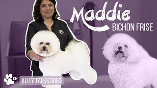 Kitty Talks Dogs grooming Maddie the Bichon Frisé  TRANSGROOM [upl. by Attalie491]