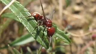 Polyergus rufescens  лёт [upl. by Thadeus]