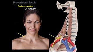 Muscles of the neck [upl. by Inerney]