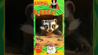 Le Blaireau 🦡 Animaux Enfants DécouverteNature VidéosÉducatives [upl. by Amata]