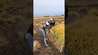 Cutting Paddy In field agriculture robot [upl. by Ledif569]