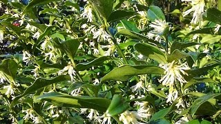 Sarcococca confusa Christmas Box [upl. by Maurilla]