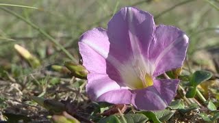 Botanique Liseron des sables [upl. by Elleinnod323]