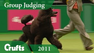 Standard Poodle wins Utility Group Judging at Crufts 2011  Crufts Dog Show [upl. by Elvyn]